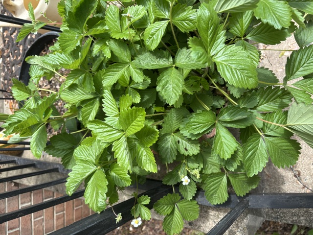 starwberry plant.jpeg